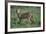 Cheetah-DLILLC-Framed Photographic Print