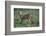 Cheetah-DLILLC-Framed Photographic Print