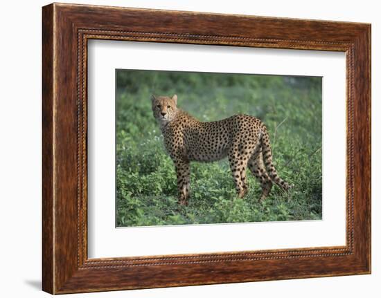 Cheetah-DLILLC-Framed Photographic Print