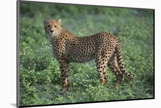 Cheetah-DLILLC-Mounted Photographic Print