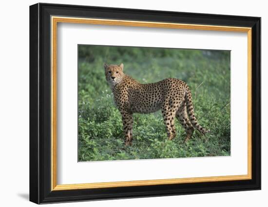 Cheetah-DLILLC-Framed Photographic Print