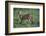 Cheetah-DLILLC-Framed Photographic Print