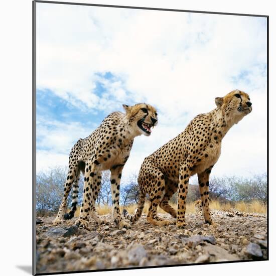 Cheetah-Gi0572-Mounted Photographic Print