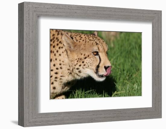 Cheetah-benshots-Framed Photographic Print