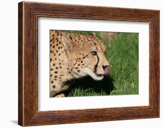 Cheetah-benshots-Framed Photographic Print
