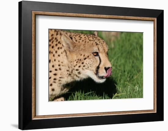 Cheetah-benshots-Framed Photographic Print