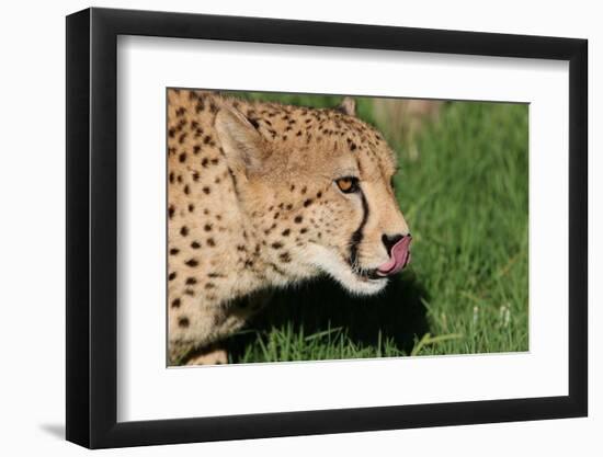 Cheetah-benshots-Framed Photographic Print