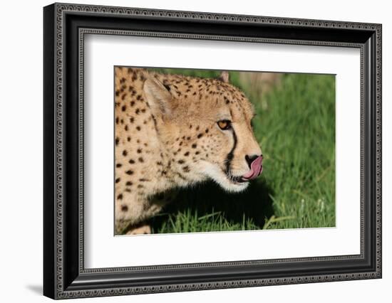 Cheetah-benshots-Framed Photographic Print