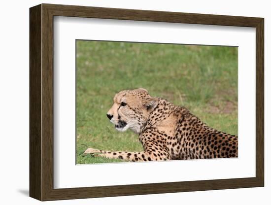 Cheetah-benshots-Framed Photographic Print