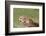 Cheetah-benshots-Framed Photographic Print