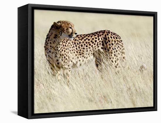 Cheetah-Eric Meyer-Framed Premier Image Canvas