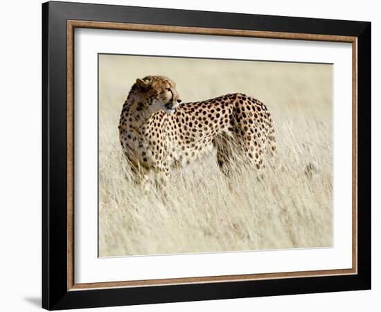 Cheetah-Eric Meyer-Framed Photographic Print