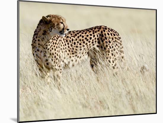 Cheetah-Eric Meyer-Mounted Photographic Print