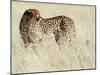 Cheetah-Eric Meyer-Mounted Photographic Print