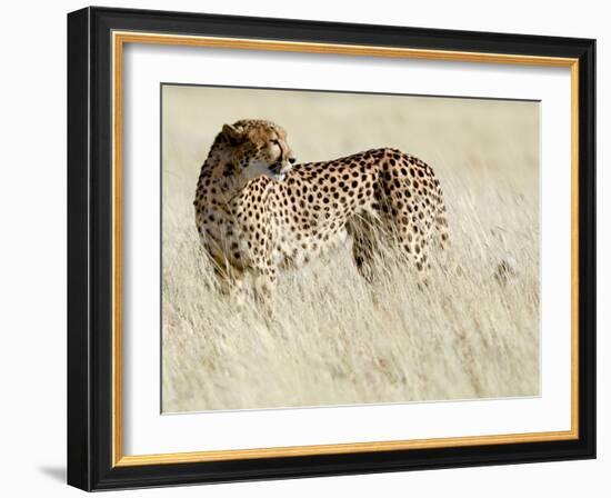 Cheetah-Eric Meyer-Framed Photographic Print