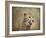 Cheetah-Jai Johnson-Framed Giclee Print