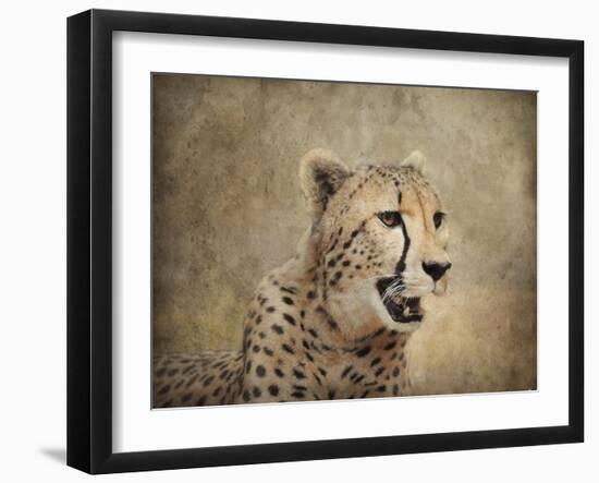 Cheetah-Jai Johnson-Framed Giclee Print