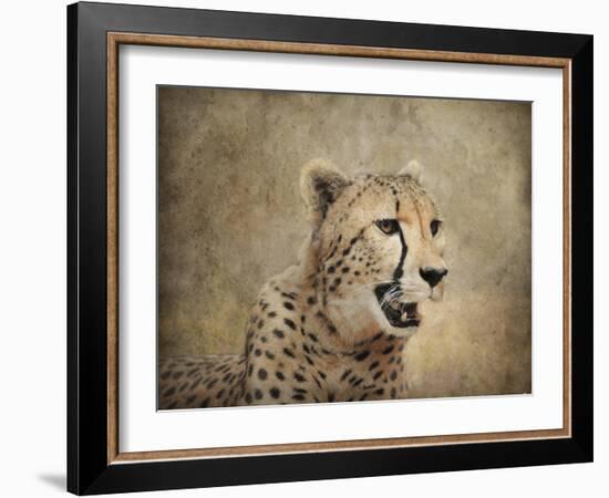 Cheetah-Jai Johnson-Framed Giclee Print