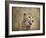 Cheetah-Jai Johnson-Framed Giclee Print