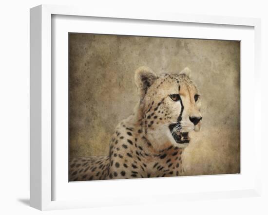 Cheetah-Jai Johnson-Framed Giclee Print