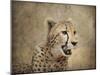 Cheetah-Jai Johnson-Mounted Giclee Print