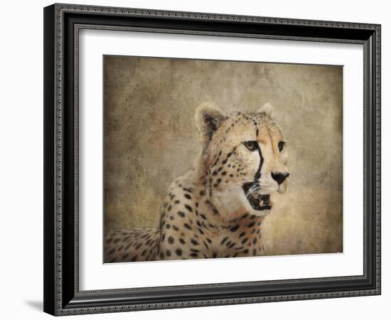 Cheetah-Jai Johnson-Framed Giclee Print