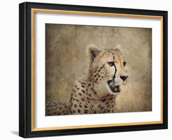 Cheetah-Jai Johnson-Framed Giclee Print