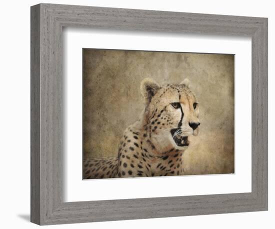 Cheetah-Jai Johnson-Framed Giclee Print