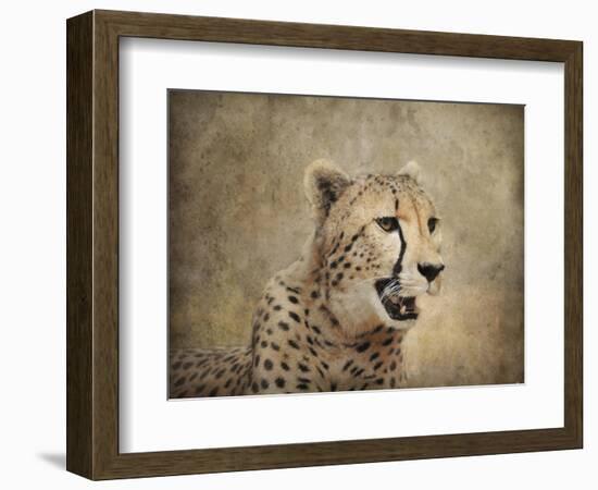 Cheetah-Jai Johnson-Framed Giclee Print