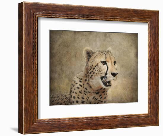 Cheetah-Jai Johnson-Framed Giclee Print