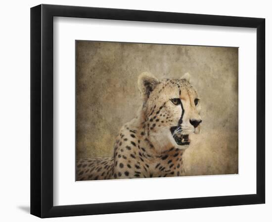 Cheetah-Jai Johnson-Framed Giclee Print