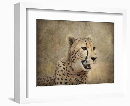 Cheetah-Jai Johnson-Framed Giclee Print