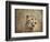 Cheetah-Jai Johnson-Framed Giclee Print