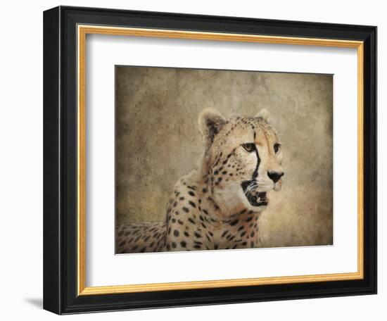 Cheetah-Jai Johnson-Framed Giclee Print