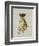 Cheetah-Sydney Edmunds-Framed Giclee Print