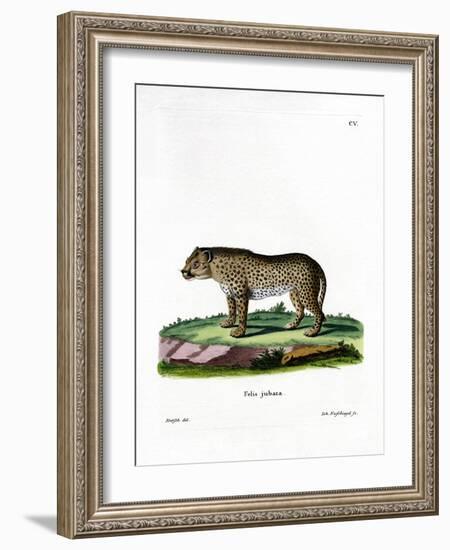 Cheetah-null-Framed Giclee Print