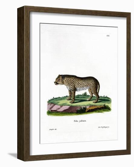 Cheetah-null-Framed Giclee Print