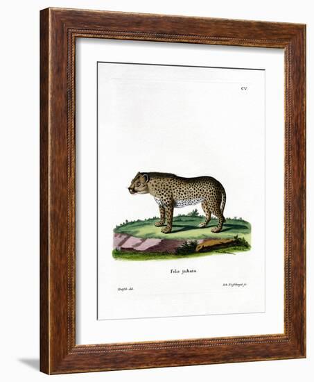 Cheetah-null-Framed Giclee Print