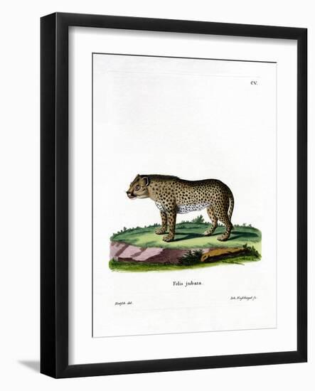 Cheetah-null-Framed Giclee Print