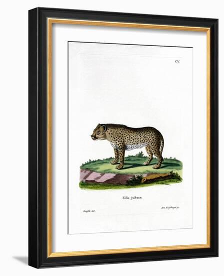 Cheetah-null-Framed Giclee Print