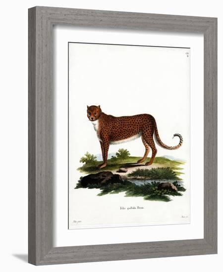 Cheetah-null-Framed Giclee Print