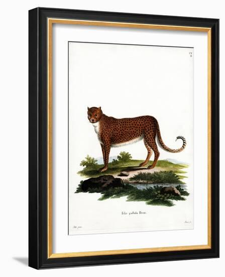 Cheetah-null-Framed Giclee Print