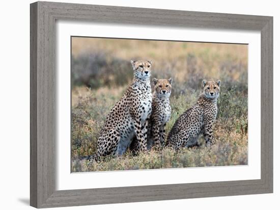 Cheetahs (Acinonyx Jubatus) in a Field, Ndutu, Ngorongoro Conservation Area, Tanzania-null-Framed Photographic Print