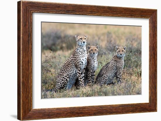 Cheetahs (Acinonyx Jubatus) in a Field, Ndutu, Ngorongoro Conservation Area, Tanzania-null-Framed Photographic Print