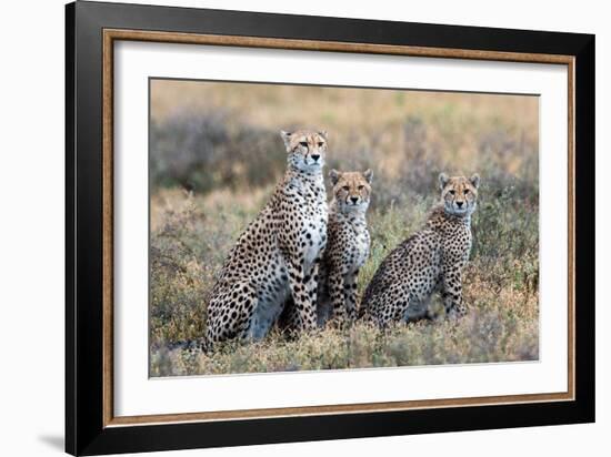 Cheetahs (Acinonyx Jubatus) in a Field, Ndutu, Ngorongoro Conservation Area, Tanzania-null-Framed Photographic Print