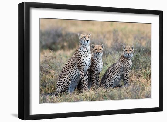 Cheetahs (Acinonyx Jubatus) in a Field, Ndutu, Ngorongoro Conservation Area, Tanzania-null-Framed Photographic Print