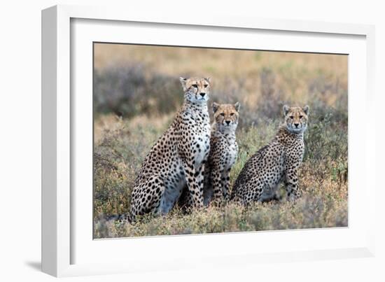 Cheetahs (Acinonyx Jubatus) in a Field, Ndutu, Ngorongoro Conservation Area, Tanzania-null-Framed Photographic Print