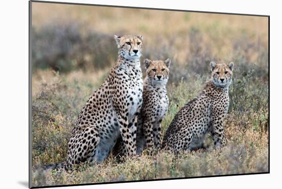 Cheetahs (Acinonyx Jubatus) in a Field, Ndutu, Ngorongoro Conservation Area, Tanzania-null-Mounted Photographic Print