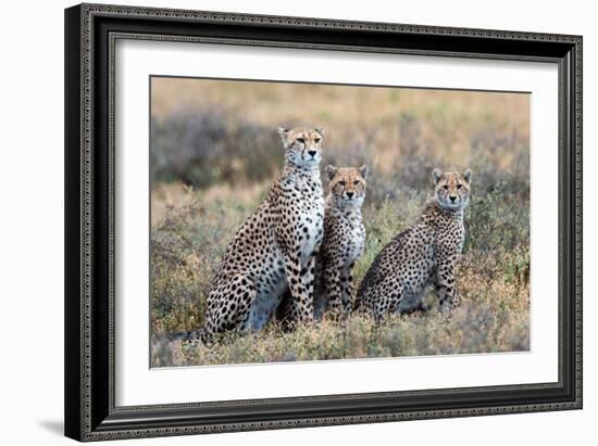 Cheetahs (Acinonyx Jubatus) in a Field, Ndutu, Ngorongoro Conservation Area, Tanzania-null-Framed Photographic Print