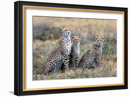 Cheetahs (Acinonyx Jubatus) in a Field, Ndutu, Ngorongoro Conservation Area, Tanzania-null-Framed Photographic Print